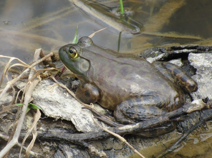 American Bullfrog